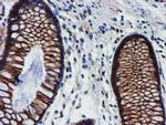 MKRN1 Antibody in Immunohistochemistry (Paraffin) (IHC (P))