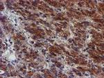 MKRN1 Antibody in Immunohistochemistry (Paraffin) (IHC (P))