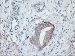 PFDN6 Antibody in Immunohistochemistry (Paraffin) (IHC (P))