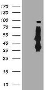 SERPINB6 Antibody in Western Blot (WB)