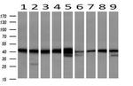 SERPINB6 Antibody in Western Blot (WB)