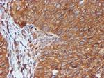 ERP72 Antibody in Immunohistochemistry (Paraffin) (IHC (P))
