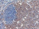 USP10 Antibody in Immunohistochemistry (Paraffin) (IHC (P))