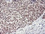 RNF113B Antibody in Immunohistochemistry (Paraffin) (IHC (P))