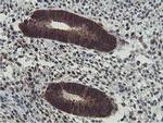 ERI1 Antibody in Immunohistochemistry (Paraffin) (IHC (P))