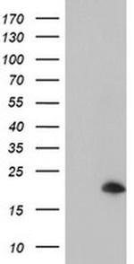 ARL5B Antibody in Western Blot (WB)