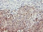 TULP3 Antibody in Immunohistochemistry (Paraffin) (IHC (P))