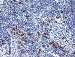 J Chain Monoclonal Antibody (OTI3B3)