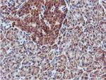 C20orf3 Antibody in Immunohistochemistry (Paraffin) (IHC (P))