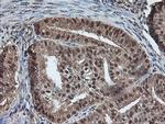 TLE2 Antibody in Immunohistochemistry (Paraffin) (IHC (P))