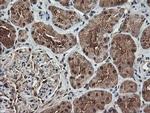 TLE2 Antibody in Immunohistochemistry (Paraffin) (IHC (P))