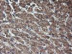 TLE2 Antibody in Immunohistochemistry (Paraffin) (IHC (P))