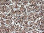 TLE2 Antibody in Immunohistochemistry (Paraffin) (IHC (P))