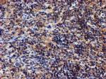 Iduronate 2 Sulfatase Antibody in Immunohistochemistry (Paraffin) (IHC (P))