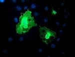 DTNB Antibody in Immunocytochemistry (ICC/IF)