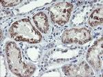 DTNB Antibody in Immunohistochemistry (Paraffin) (IHC (P))