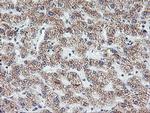 DTNB Antibody in Immunohistochemistry (Paraffin) (IHC (P))