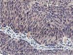 MIER2 Antibody in Immunohistochemistry (Paraffin) (IHC (P))