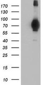 MIER2 Antibody in Western Blot (WB)