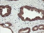 MAOA Antibody in Immunohistochemistry (Paraffin) (IHC (P))