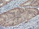 MAOA Antibody in Immunohistochemistry (Paraffin) (IHC (P))