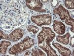 MAOA Antibody in Immunohistochemistry (Paraffin) (IHC (P))