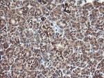 MAOA Antibody in Immunohistochemistry (Paraffin) (IHC (P))