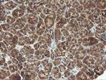 MAOA Antibody in Immunohistochemistry (Paraffin) (IHC (P))