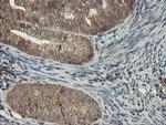 MAOA Antibody in Immunohistochemistry (Paraffin) (IHC (P))