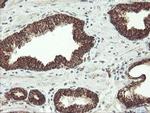 MAOA Antibody in Immunohistochemistry (Paraffin) (IHC (P))