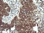 MAOA Antibody in Immunohistochemistry (Paraffin) (IHC (P))