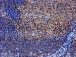 Iduronate 2 Sulfatase Antibody in Immunohistochemistry (Paraffin) (IHC (P))