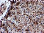 Iduronate 2 Sulfatase Antibody in Immunohistochemistry (Paraffin) (IHC (P))
