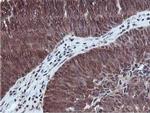 RUVBL2 Antibody in Immunohistochemistry (Paraffin) (IHC (P))