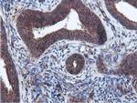 Epsin 2 Antibody in Immunohistochemistry (Paraffin) (IHC (P))