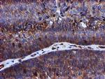 Epsin 2 Antibody in Immunohistochemistry (Paraffin) (IHC (P))