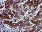 Epsin 2 Antibody in Immunohistochemistry (Paraffin) (IHC (P))