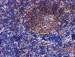 Epsin 2 Antibody in Immunohistochemistry (Paraffin) (IHC (P))
