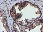 Epsin 2 Antibody in Immunohistochemistry (Paraffin) (IHC (P))