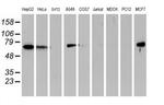 Epsin 2 Antibody in Western Blot (WB)