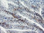 DTNB Antibody in Immunohistochemistry (Paraffin) (IHC (P))