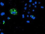 CAMLG Antibody in Immunocytochemistry (ICC/IF)
