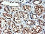 CAMLG Antibody in Immunohistochemistry (Paraffin) (IHC (P))