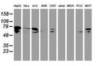DTNB Antibody in Western Blot (WB)
