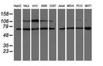 PSMD3 Monoclonal Antibody (OTI2A2)