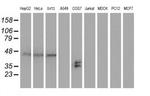 SH2D2A Antibody in Western Blot (WB)