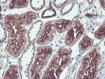 PDRG1 Antibody in Immunohistochemistry (Paraffin) (IHC (P))