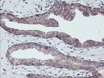 PDRG1 Antibody in Immunohistochemistry (Paraffin) (IHC (P))