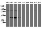 SPG7 Antibody in Western Blot (WB)