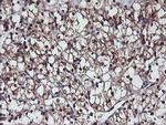 PSMB7 Antibody in Immunohistochemistry (Paraffin) (IHC (P))